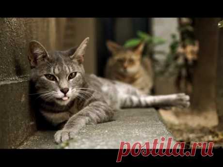 Кошки | Джуманджи. Животные в мегаполисе