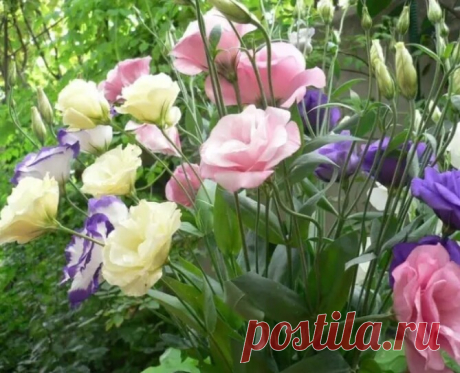 Шикарная и красивая эустома 
Красота 
Эустома – очень привлекательное растение с сизыми, словно покрытыми воском, листьями и крупными воронковидными простыми или махровыми цветками нежных оттенков. Цветки у эустомы крупноцветковой достигают 7–8 см в диаметре. Они бывают самой разной окраски – белые, розовые, лиловые, фиолетовые, белые с цветной каймой и т. д. Полураспустившиеся цветки похожи на бутоны роз, а когда раскроются полностью – на крупные маки. Стебли у эустомы пр...