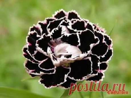 30+ Black and white Carnation / Perennial Flower Seeds 30 SEEDS.....THE CARNATION IS A DELICATE, DURABLE & DELIGHTFUL FLOWER . WE ARE OFFERING 30 SEEDS. THESE ARE A DEEP DEEP DARK PURPLE (LOOKS LIKE BLACK) WITH WHITE LACY EDGINGS. CARNATIONS ARE ONE OF THE WORLDS OLDEST CULTIVATED FLOWERS. IT IS EASY TO GROW, WONDERFULLY FRAGRANT AND EXTREMELY TOUGH. BLOOMS THE SECOND YEAR. CAN BE GROWN IN THE GARDEN OR IN CONTAINERS IN-DOORS. WILL REACH A HEIGHT OF 18-24 INCHES. IT IS AN ...