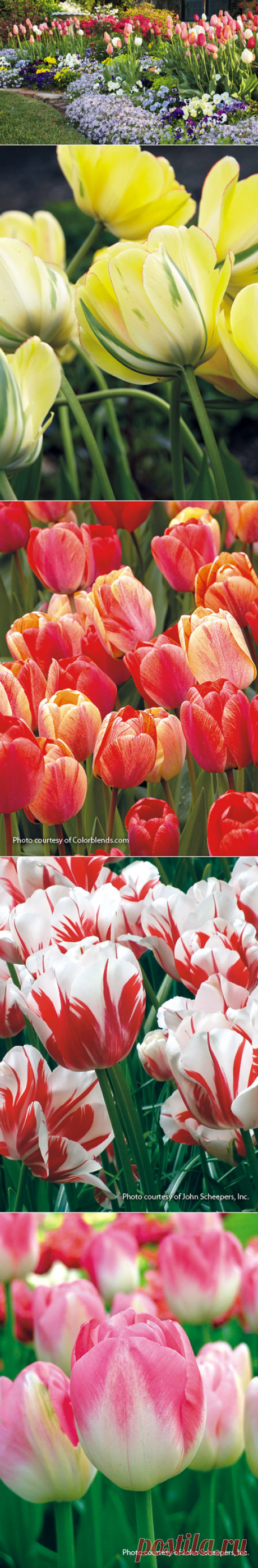 Grow your best tulips ever | Garden Gate Magazine