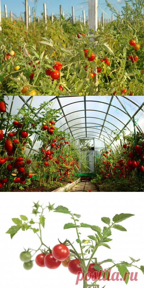 Самые ранние сорта томатов | НА ЗАВАЛИНКЕ