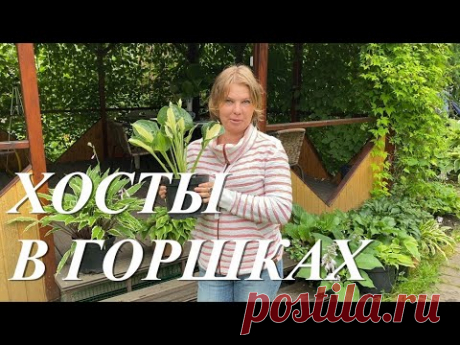 Хосты в горшках, секреты и ошибки выращивания