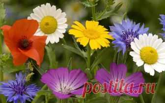Obrázek: World's Top 100 Beautiful Flowers Images Wallpaper Photos Free ... Nalezeno pomocí Googlu na webu simplylivingtips.com