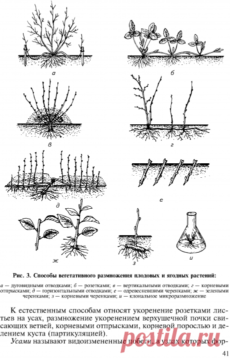 СПОСОБЫ РАЗМНОЖЕНИЯ ПЛОДОВЫХ И ЯГОДНЫХ РАСТЕНИЙ
исунок 3.Методы питательного размножения плодовых и плодоносящих растений:.

a — дугообразная ветвь — b — розетка — c — вертикальная ветвь — d — корень

побег — d — корневой побег — e — горизонтальная ветвь — f — одревесневшие черенки — g — зеленые черенки

g — зеленые черенки — h — корневые черенки — i — микроразмножение клонов

В садоводстве размножение осуществляется стеблевыми черенками, неодревесневшими стеблевыми черенк...