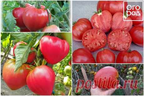 17 лучших сортов томатов для теплицы и открытого грунта – рейтинг от наших читателей | Томаты (Огород.ru)