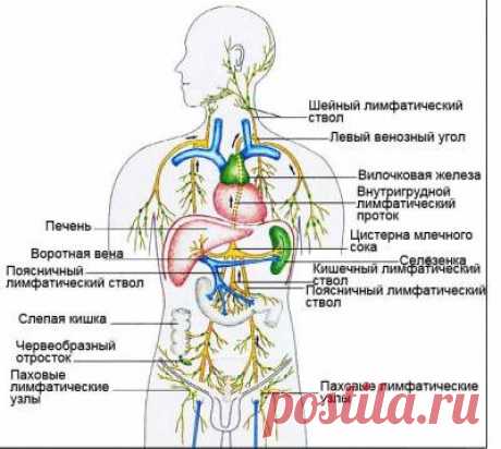 О.А. Бутакова - Лимфатическая система человека [видео]