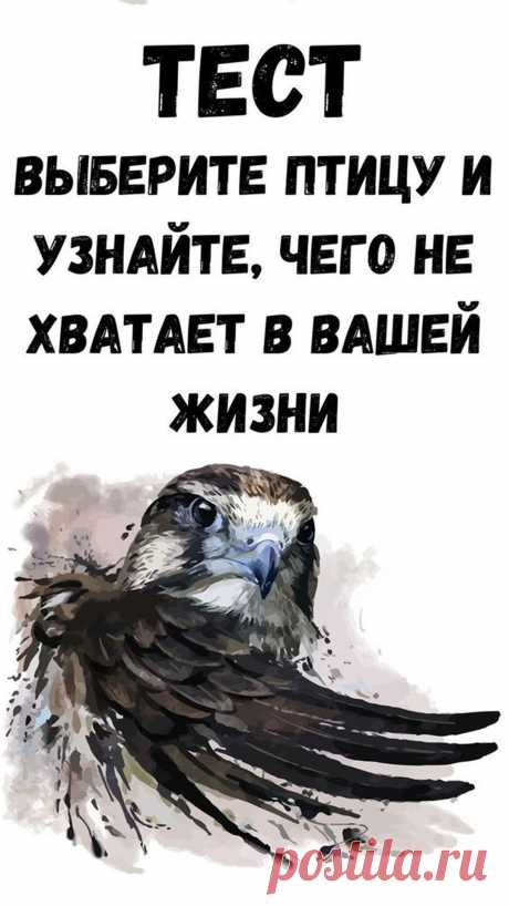 Выберите изображение, понравившейся птицы или нескольких. И прочитайте ответ.