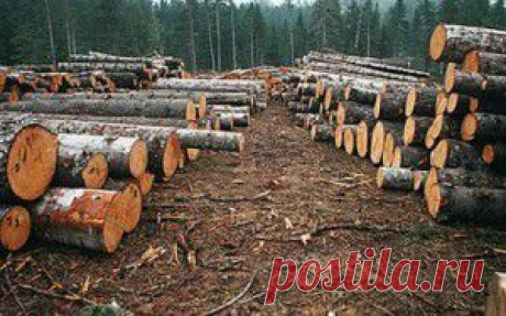 Безжалостная вырубка лесов | Блог Романа Потапова