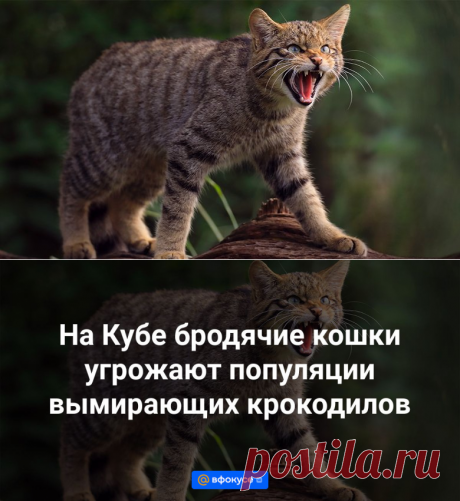 2024--На Кубе бродячие кошки угрожают популяции вымирающих крокодилов - ВФокусе Mail.ru