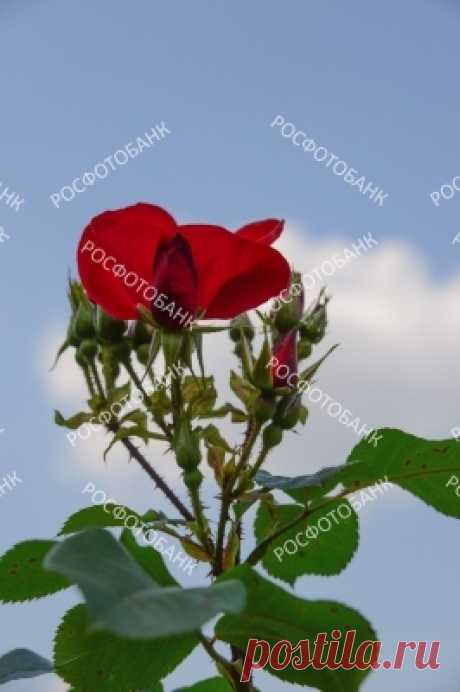 Красная роза на фоне голубого неба Красные розы расцветают в саду на фоне голубого неба и белого облака. Цветок и бутоны крупным планом.