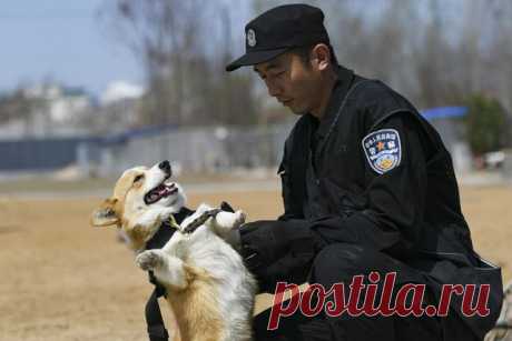 Первый корги-полицейский в Китае. Ряды служебных собак в Китае пополнила корги.