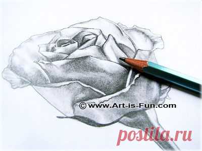 Как нарисовать розу: научиться рисовать Rose карандашные рисунки - Искусство удовольствия