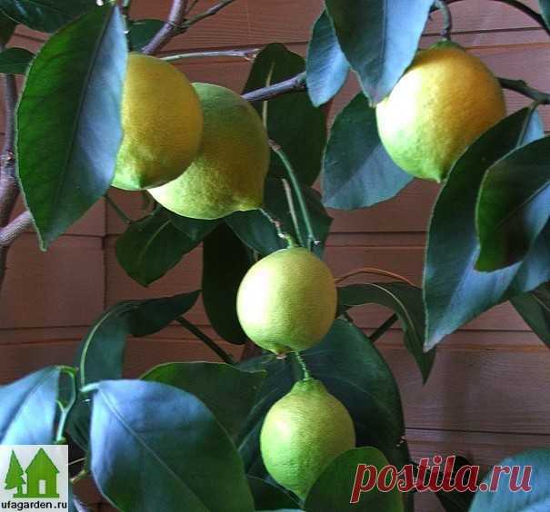 Как привить лимон | Дачная жизнь - сад, огород, дача