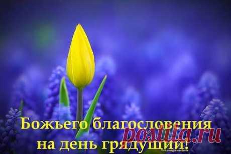 Тамбовская волчица on Twitter “Всем Доброго Утра,Друзья!! Пусть все сложится у вас!!Хорошей трудовой недели!!!”