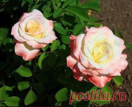 Тоник из лепестков роз (розовая вода) и рецепты с розами | Рецепты для красоты и здоровья