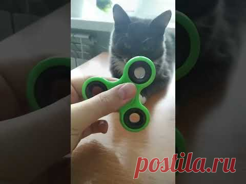 Кошка Муся и ее любимая игрушка - спиннер