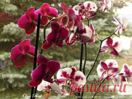 Орхидеи Phalaenopsis . Ошибки и опыт по уходу
