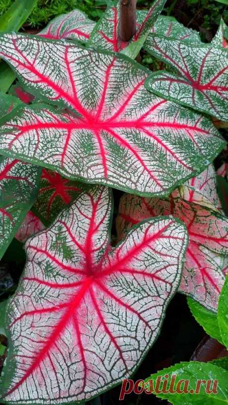 Caladium07