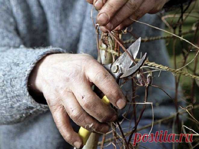 Как подготовить клематис к зиме: тонкости обрезки и укрытия | В цветнике (Огород.ru)