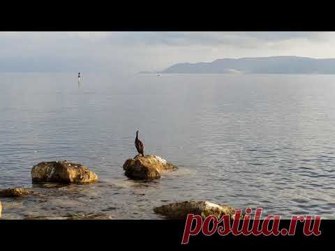 Что натворил #баклан 😁 рыба скачет из моря До шторма теплое море и жара #хорватия #crikvenica