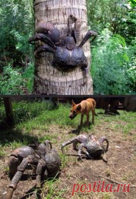 Coconut Crab They grow up to 3 ft, and are the largest arthropods on land. Coconut crabs are indigenous to small islands in the tropical Indian and Pacific Oceans, and can live up to 50 years or more. Although deriving its name from its coconut-eating tendencies, the coconut crab has a varied diet, which includes feeding on smaller crabs