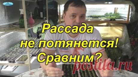 Делаем так и рассада никогда не тянется!