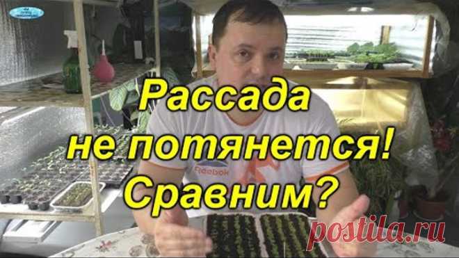 Делаем так и рассада никогда не тянется!