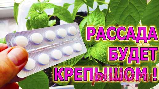 СРЕДСТВО ИЗ АПТЕКИ ДЛЯ КРЕПКОЙ И ПРИЗЕМИСТОЙ РАССАДЫ. ОПРЫСКИВАЮ ЭТИМ РАССАДУ ДЛЯ ТОЛСТОГО СТЕБЛЯ И МОЩНОГО КОРНЯ! | Роман Буров TV | Дзен