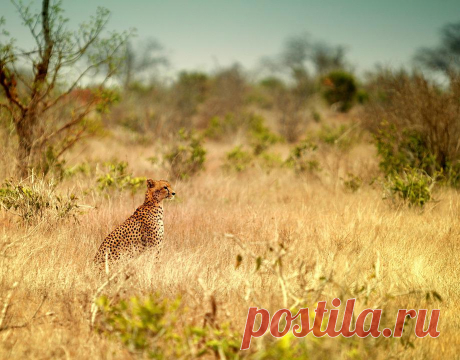 Живая Природа Трава Природа - Бесплатное фото на Pixabay