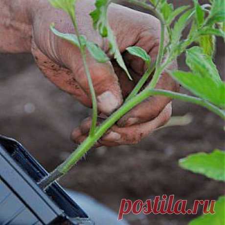 Усадьба | Огородник : Как удачно высадить рассаду в открытый грунт