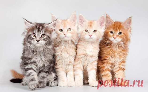 Все окрасы кошек: название и фото | Cплошное Ми Ми Ми