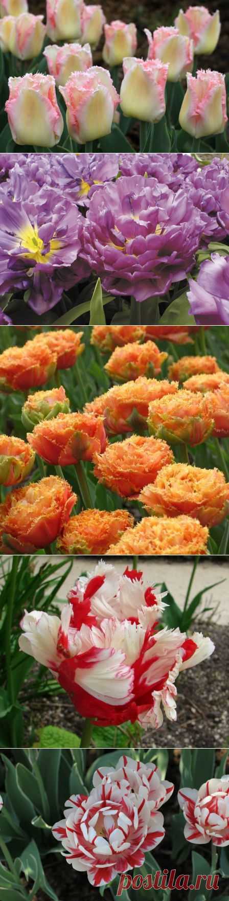 Тюльпаны: сорта и разновидности (ранно-, средно-, поздноцветущие; махровые, обычные), с чем посадить тюльпаны