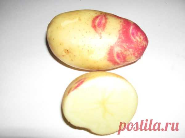 Как сохранить урожай картофеля надолго