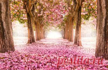 Cherry Blossom 4K Ultra HD wallpaper | 4k-Wallpaper.Net