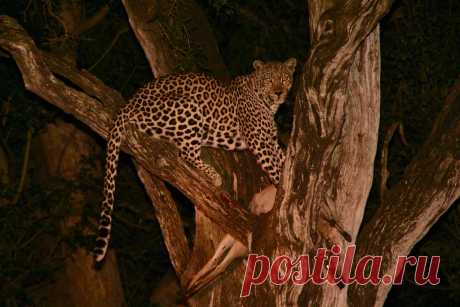 Leopard night shot Leopard spotted in tree near Lower Sabie in Kruger Park South Africa by a fellow traveller from Brazil. View from Kruger vehicle on a night drive.  Rare to find especially at night.