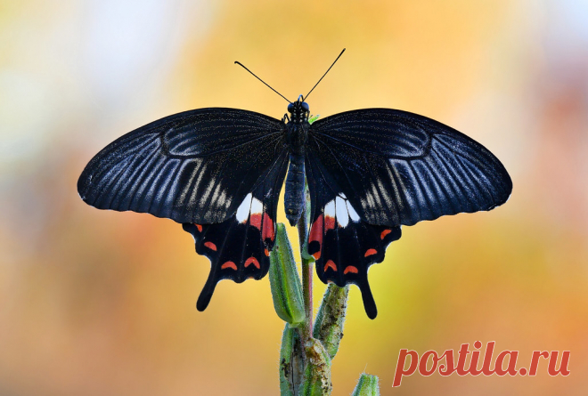 Papilio polytes Papilio polytes, the common Mormon, is a common species of swallowtail butterfly widely distributed across Asia