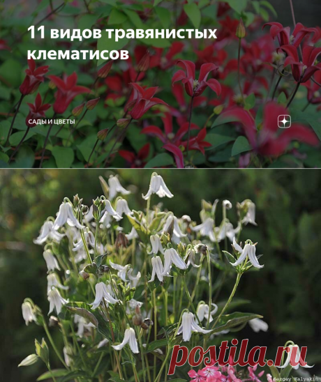 11 видов травянистых клематисов | Сады и цветы | Яндекс Дзен