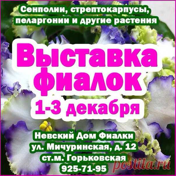 🌷🌲🌸🌲🌺🌲🌹🌲 Дорогие друзья!!! Невский Дом Фиалки и коллекционеры комнатных растений проводят выставку ! Здесь Вы увидите фиалки, стрептокарпусы, колумнеи, колерии, ахименесы, эписции и некоторые другие растения из частных коллекций. Можно будет приобрести ризомы ахименесов и колерий . Мы рады будем видеть Вас в преддверии новогодних праздников. Приходите полюбоваться растениями и побаловать себя. Вы сможете сделать себе подарок к самому яркому празднику в году – Новому Году и он долго будет…