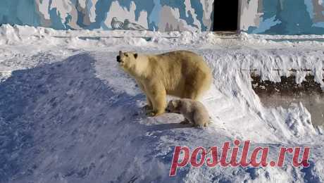 У белых медведей из якутского зоопарка впервые родилась двойня. У пары белых медведей Колыманы и Ломоносова, которые живут в якутском зоопарке &quot;Орто дойду&quot; - единственном в мире зоопарке, работающем в условиях северного экстремально холодного климата, родилась двойня. Об этом в своем ...