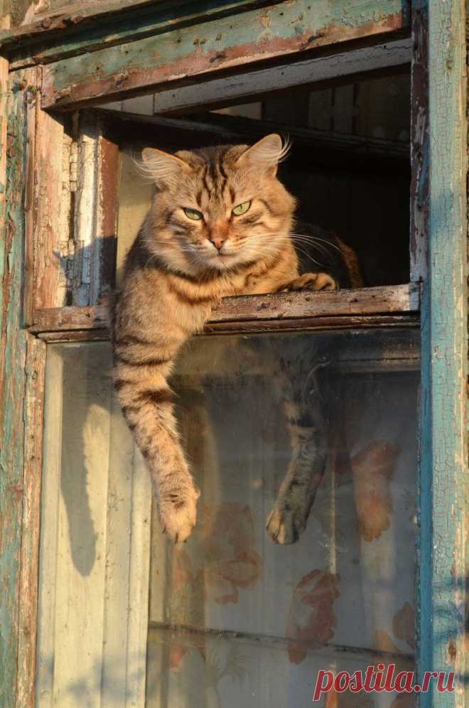 Котик в форточке & Кошки на окнах & Фото | МУРЧИМ.РФ
