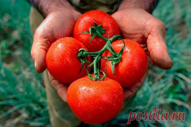 +++Вспомнил старый дедовский способ выращивания томатов - теперь урожай всегда больше получается | Добрый дачник | Яндекс Дзен