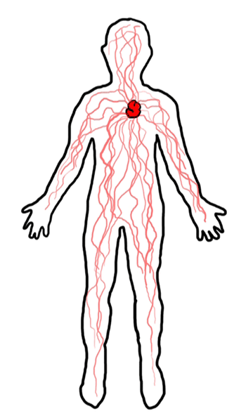 Воды сосуды человека. Сердечно сосудистая система гиф. Кровеносная система гиф. Кровеносная система человека gif.