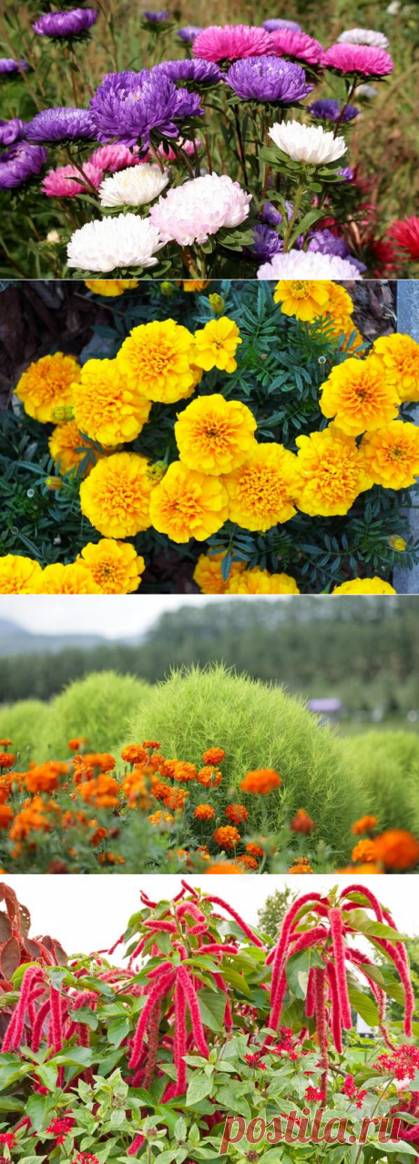 15 цветочных культур, которые нужно посеять на рассаду в апреле / рассада / 7dach.ru