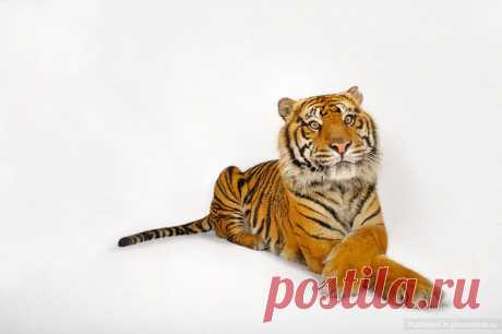 Портреты уникальных животных, Джоэл Сартори.  Суматранский  тигр.