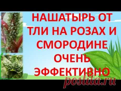 ПРИВЕТ ДРУЗЬЯ! В ЭТОМ ВИДЕО Я РАССКАЗАЛ О БЕЗОПАСНОМ СПОСОБЕ УМЕНЬШЕНИЯ ПОГОЛОВЬЯ ТЛИ НА ВАШИХ РАСТЮШКАХ:)) ПОДПИСЫВАЙТЕСЬ НА КАНАЛ. ЗАДАВАЙТЕ ВОПРОСЫ В КОММ...