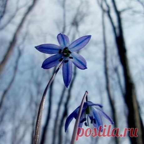 Photo by Мила Губанова on February 28, 2022. May be an image of flower and nature.