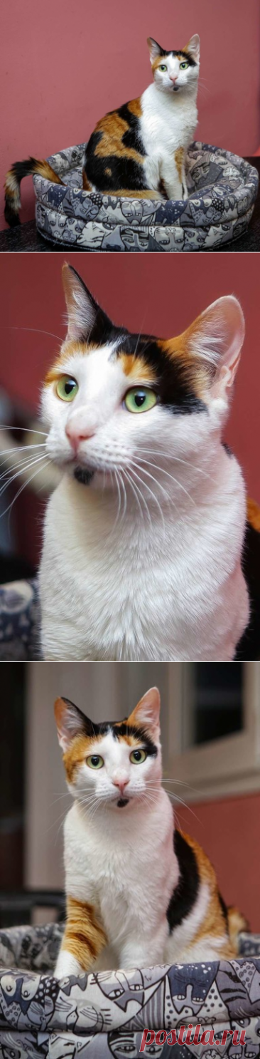 Кошечка - красотка Шанель в добрые руки! Санкт-Петербург и ЛО – &quot;ЗВЕЗДЫ В ЗАЩИТУ ЖИВОТНЫХ&quot;, пользователь Юлия Бельская | Группы Мой Мир