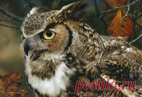 Art Country Canada - CARL BRENDERS In Focus Great Horned Owl лимитированное издание репродукции изобразительного искусства