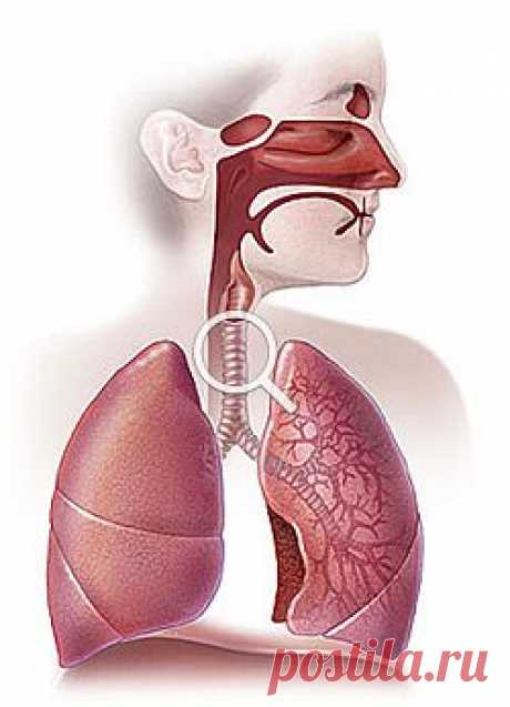 Защитные функции дыхательных путей. Лечение дыхательных путей