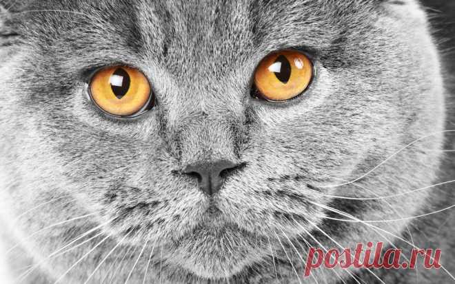 Обои Британский кот с оранжевыми глазами на рабочий стол, страница